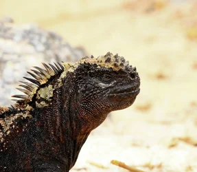 $MarineIguana (1).webp