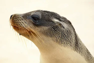 $MarineIguana (2).webp