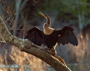 $11975411805_f68ce0db81_o.webp