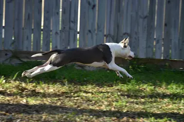 $001Superpuppy.webp