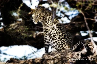 $leopard_s wm.webp