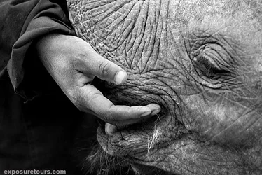 $elephant hand wm.webp