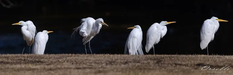 $egrets.webp
