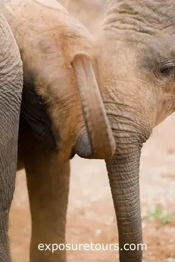 $young elephants.webp