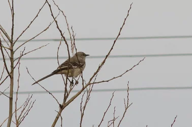 $Mocking bird.webp