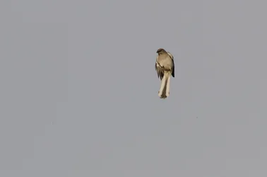 $Mocking bird-3.webp