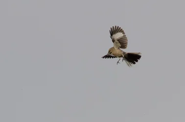 $Mocking bird-4.webp