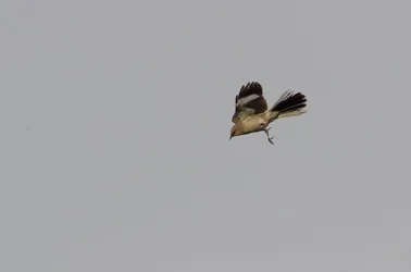$Mocking bird-5.webp