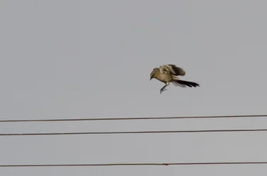 $Mocking bird-6.webp