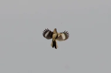 $Mocking bird-7.webp