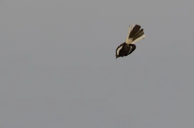 $Mocking bird-8.webp