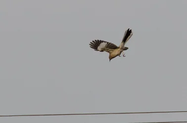 $Mocking bird-9.webp