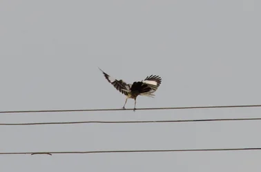 $Mocking bird-10.webp