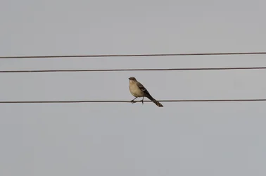$Mocking bird-2.webp