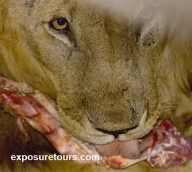 $lion-eating2.webp