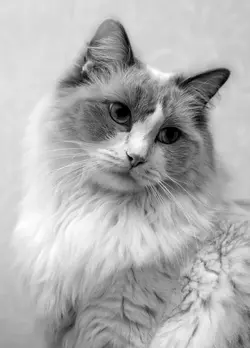$Animal_13.webp