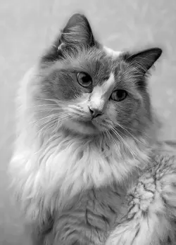 $Animal_132.webp