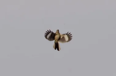 $Mocking bird-7 edit.webp