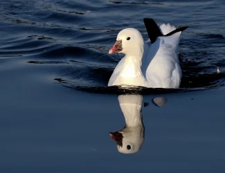 $Birds 9-14-13_0006.webp
