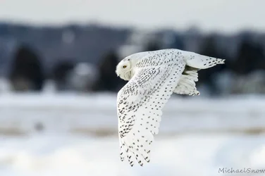 $_SNO3198-2.webp