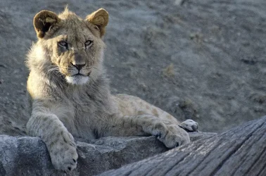 $Lion-1.webp $Lion-1.webp