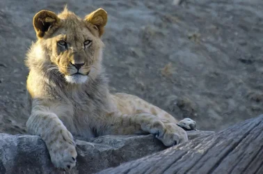$Lion-2.webp $Lion-2.webp