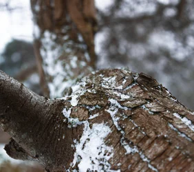 $Tree Snow.webp