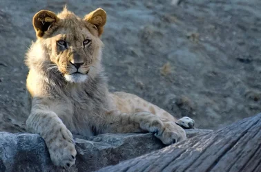 $Lion-1-2.webp $Lion-1-2.webp