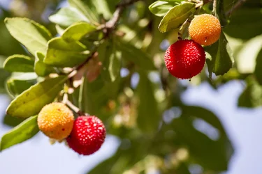 $Prickly Seed Pods in a tree -  small.webp
