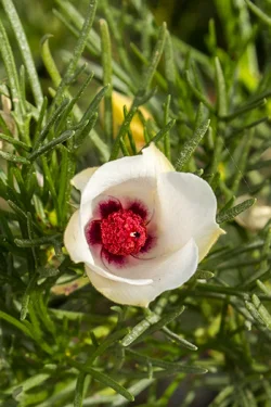 $Flower - small.webp