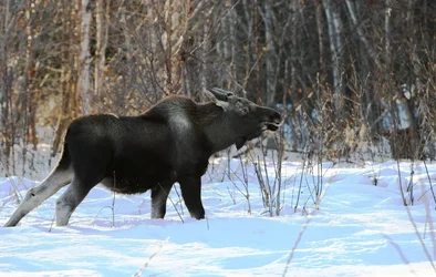 $baby moose.webp