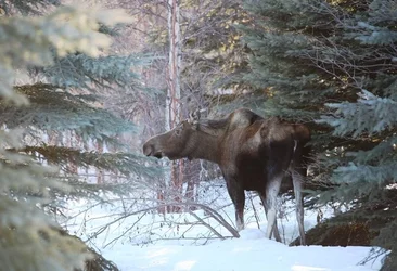$moose in yard.webp