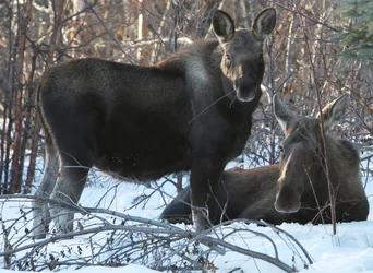 $moose baby aa.webp