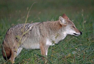 $Coyote or Wolf Copy.jpg