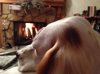 $Rusty love the fire.webp