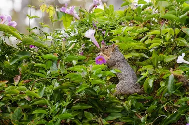 $squirrel breakfast.webp