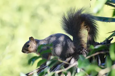 $squirrel.webp