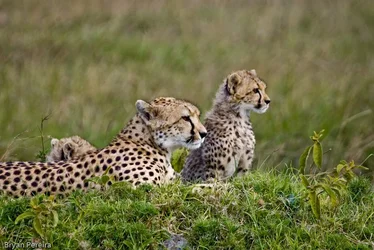 $cheetah with cub 2.webp
