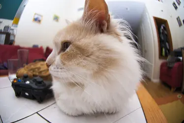 $Gizmo is not impressed.webp $Gizmo is not impressed.webp