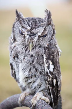 $Screech Owl-2.webp $Screech Owl-2.webp