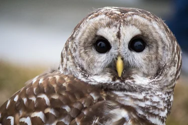 $Barred Owl-1.webp $Barred Owl-1.webp