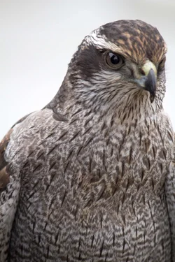 $Goshawk-1.webp $Goshawk-1.webp