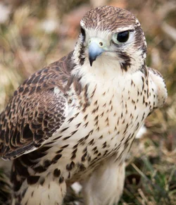 $Prarie Falcon-10.webp $Prarie Falcon-10.webp