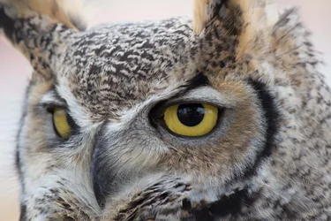 $Great Horned Owl-5.webp $Great Horned Owl-5.webp