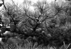 $Baby pine cone.jpg