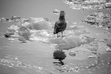 $_MGL0085.webp