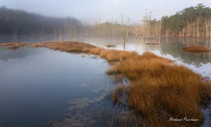 $Foggy Swamp Final Web.webp