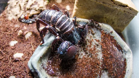 $Scorpion Drinking.webp