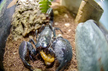 $Scorpion Eating.webp