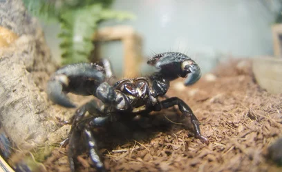 $Scorpion Front.webp